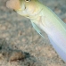 jawfish_yellowhead_dw_wc_v_0078_tci1903.jpg